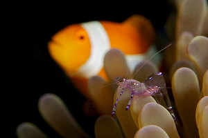 Commensal shrimp with eggs and Anemonefish on backgraund by Iyad Suleyman 